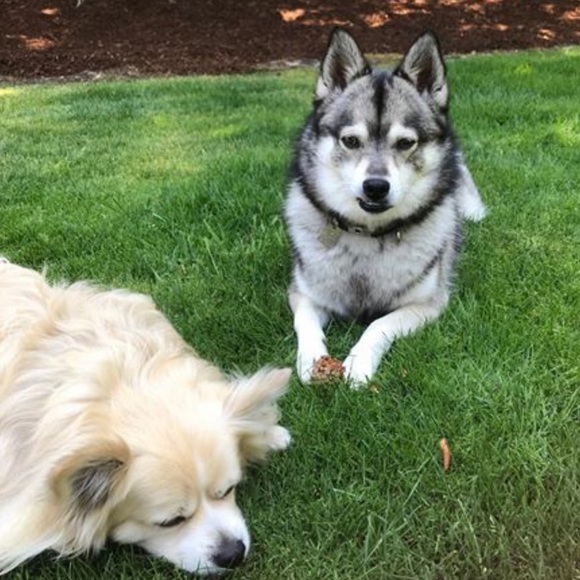 💗PET FRIENDLY CLOSET💗 - Picture 2 of 4